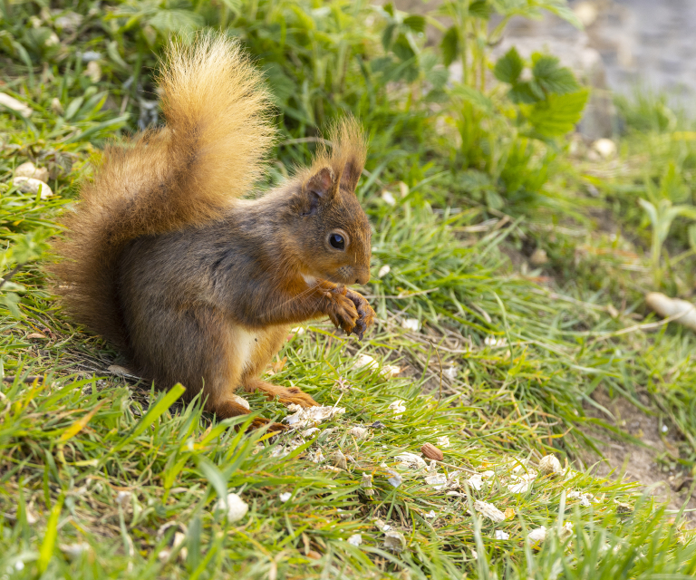 Squirrel