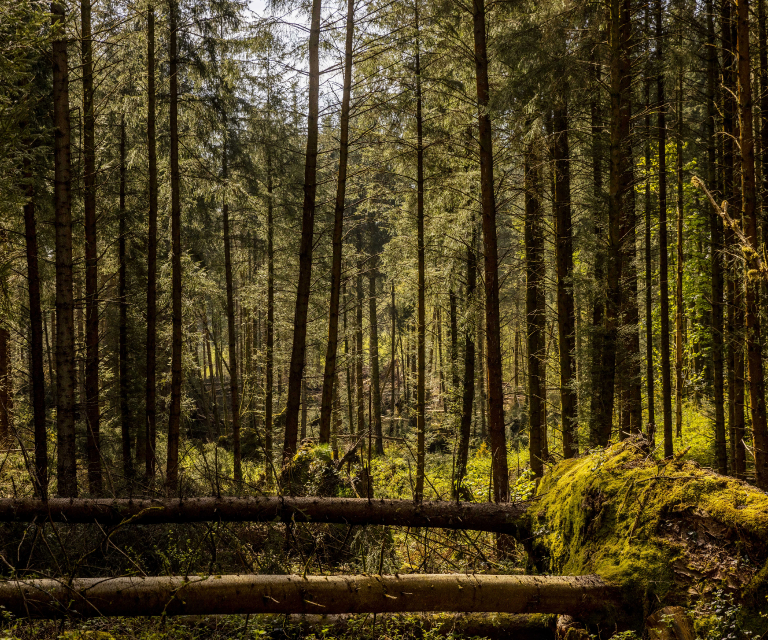 TreeTops