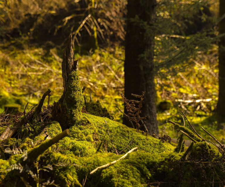 treetops forest3